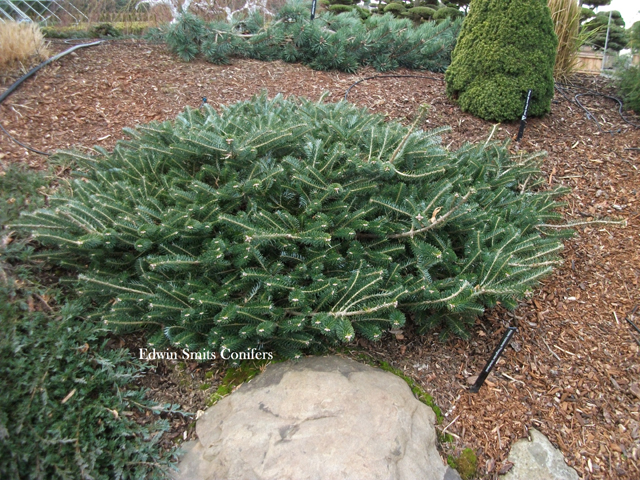 Abies koreana 'Fliegende Untertasche'